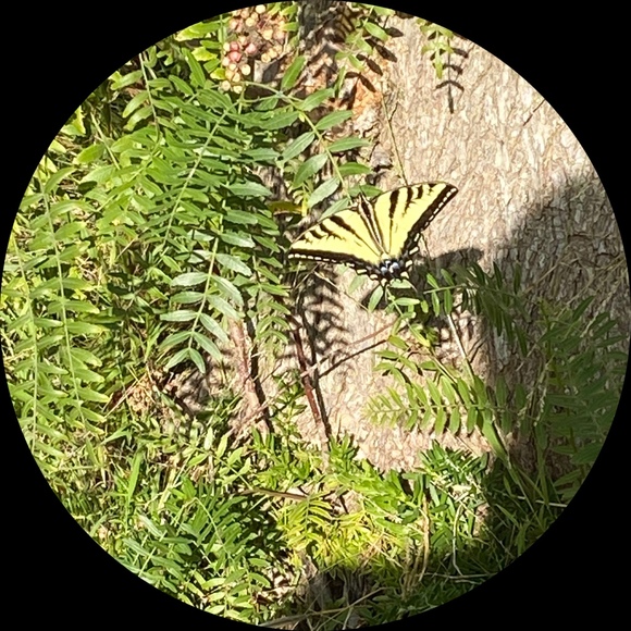 drefern